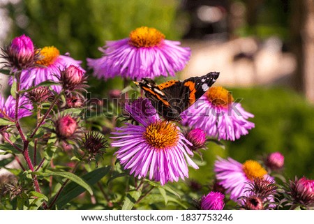 Autumn Small tortoiseshell butterfly on a pink aster collect nectar with its proboscis 