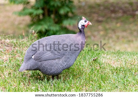 Guinea fowl  with polka dot plumage and helmeted head in South Maroota, NSW, Australia. Royalty-Free Stock Photo #1837755286