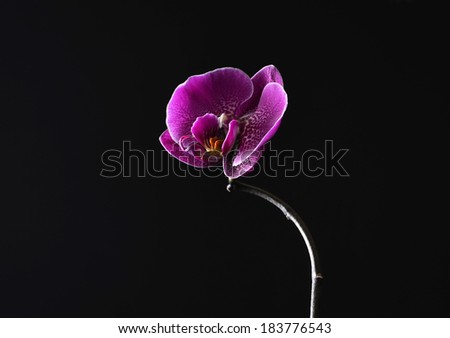 Purple orchid on a black background, selective focus, space for text Royalty-Free Stock Photo #183776543