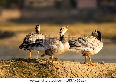 bar headed goose flock of birds in natural green background at keoladeo national park or bharatpur bird sanctuary rajasthan india - anser indicus