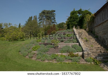 Terraced Flower Beds Planted with Catmint (Nepeta), Geraniums and a Young Magnolia Tree in a Country Cottage Garden in Rural West Sussex, England, UK