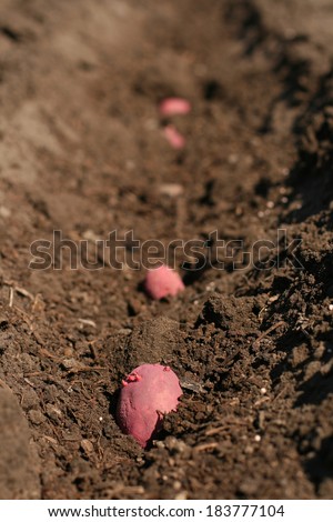 special ditch on a ground with planted potatoes