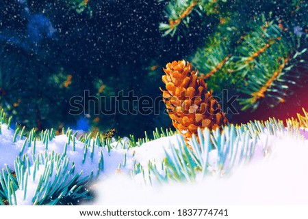 Greeting card. Frozen winter forest with snow covered trees. outdoor. spruce cone