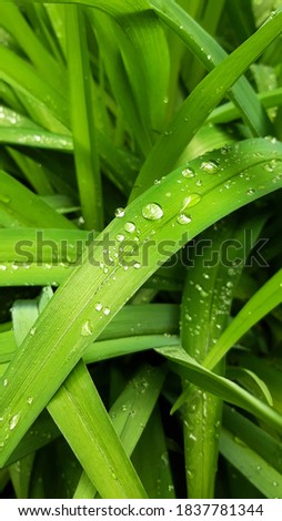 Close up of green grass with dew drops.16:9 mobile phone wallpaper. Leaves after rain.