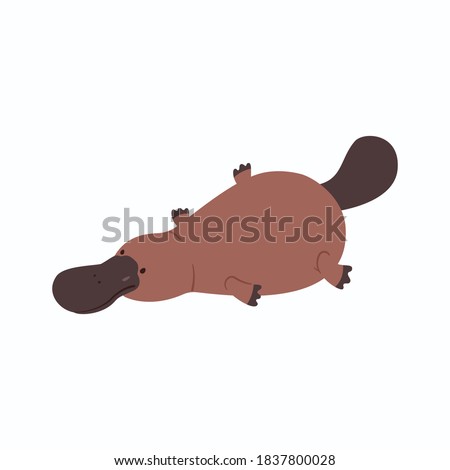 Australian platypus. Vector flat illustration animal isolated on white background Royalty-Free Stock Photo #1837800028