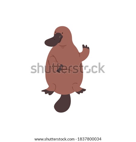 Australian platypus. Vector flat illustration animal isolated on white background Royalty-Free Stock Photo #1837800034