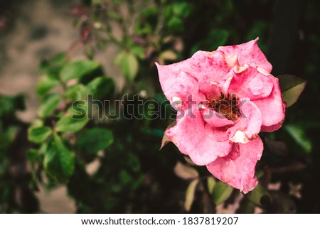 a pink rose on garden