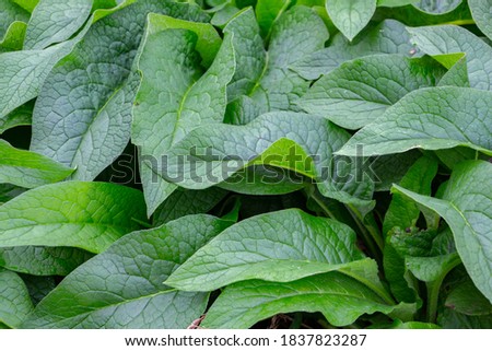 Lush green leaves of common comfrey for natural background, also called Symphytum officinale or Beinwell Royalty-Free Stock Photo #1837823287