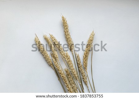 ears of wheat isolated on white background. top view
