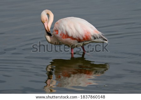 The Greater Flamingo (Phoenicopterus roseus) is the most widespread species of the flamingo family.