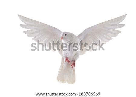 free flying white dove isolated on a white background Royalty-Free Stock Photo #183786569