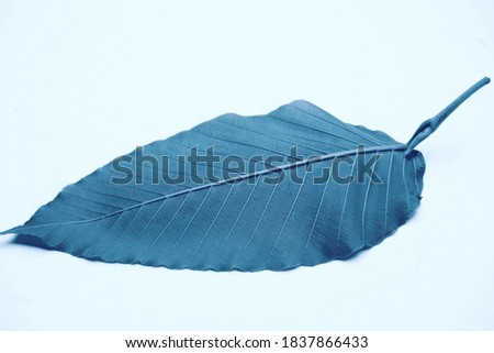 photo of artistic leaf on the plain background