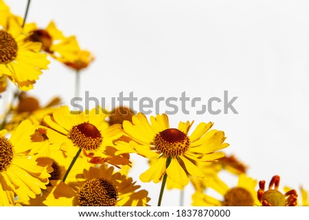 Yellow flowers on a white background. Free space for inserting text. Garden ornamental plant. Give flowers for a holiday. Bright flowers for women.