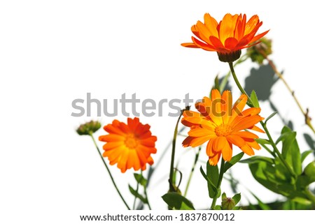 Orange calendula flower. Herb with healing properties. Garden ornamental plant. As a gift to a woman. Flowers on a white isolated background.