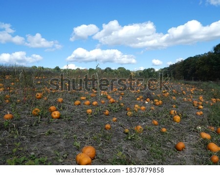Pumpkin Patch in upstate New York, October 2020