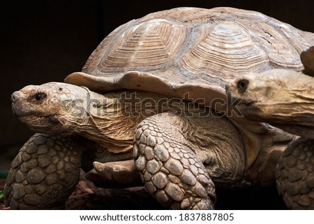 beautiful portrait of a pair of leopard tortoises in a zoo in valencia spain Royalty-Free Stock Photo #1837887805