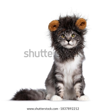 Handsome black tabby silver Maine cat, sitting facing front and looking towards camera. Wearing fake fur lion hat. Isolated on white background. Royalty-Free Stock Photo #1837892212