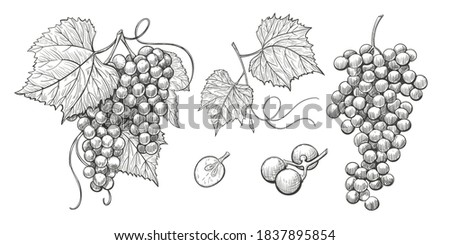 Sketch Grape bunches with leaves, vintage illustration of wine grape. Vector hand drawn icons set, grape isolated elements on white background, ink style. Bunch of grapes on a stem with leaves. Royalty-Free Stock Photo #1837895854