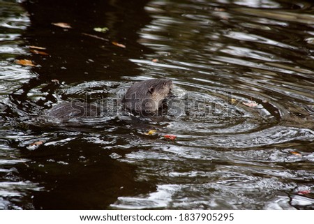 Playful Otter swimming in a pond
