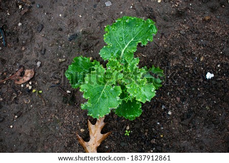 Picture of  young scarlet kale plant that is still growing.