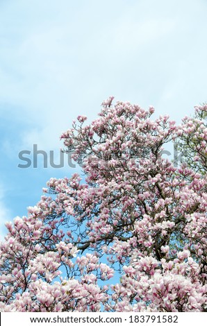 Magnolia white-pink flowers