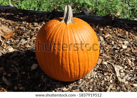 Pumpkin Waiting to be Carved for Holidays