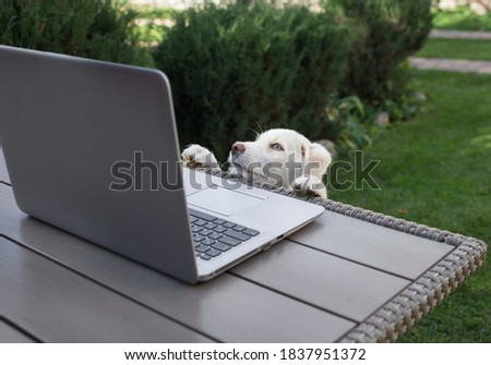 curious beautiful white puppy is holding its front paws at  table, looking with interest at  screen of an open laptop. Modern dog, funny photo. distance learning  assistant. Life style
