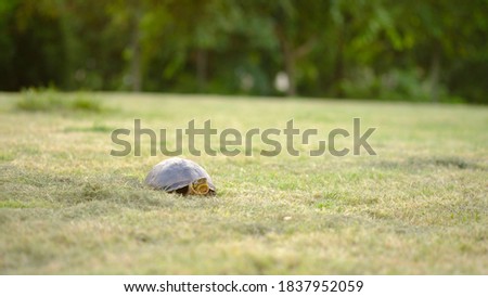 Turtle on blurred greenery background in garden with copy space, natural bokeh with daylight, concept, relaxing color and fresh atmosphere, photo for background or banner