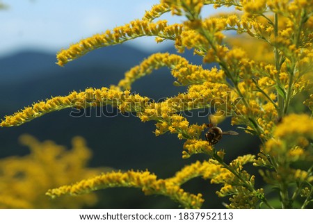 Bee on yellow flowers in the Blue Ridge Mountains 