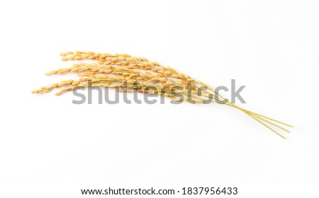 Close-up of an ear of rice on a white background Royalty-Free Stock Photo #1837956433
