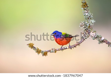 Painted Bunting (Passerina ciris) perched on lichen-covered limb. Royalty-Free Stock Photo #1837967047