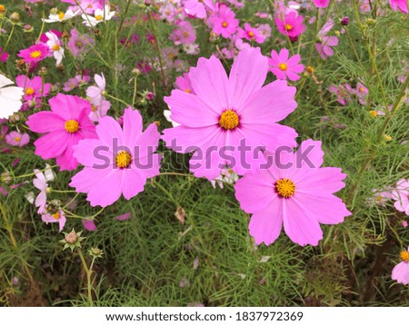 Pink cosmos flowers with green leaves in autumn