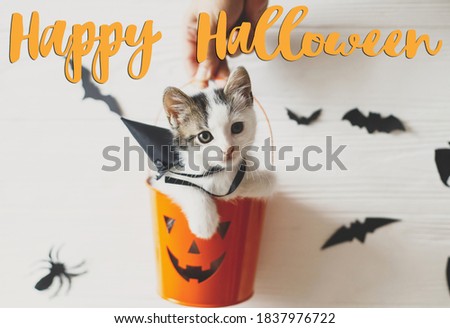 Happy Halloween text on cute kitten sitting in halloween trick or treat bucket on white background with black bats. Handwritten sign, seasonal greeting card