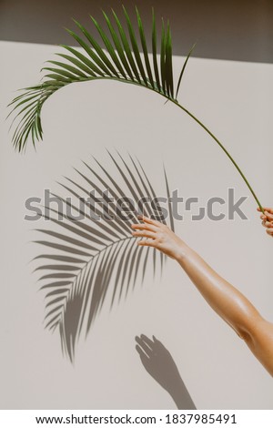 hand holds a graceful green branch of the Howea palm tree. She gives an original shadow on the wall.

