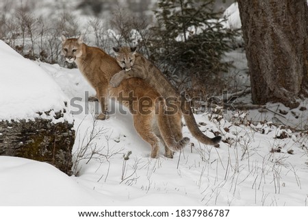 Mountain lion cub playing with adult female mother in deep winter snow. Royalty-Free Stock Photo #1837986787