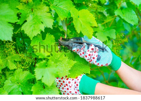 Close-up shot of a vermeer's hands cutting grapes. Harvest care from the site concept