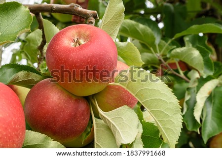 Ripe, red  apples hanging on an apple tree, Hagnau am Bodensee, Lake Constance district, Baden-Wuerttemberg, Germany Royalty-Free Stock Photo #1837991668