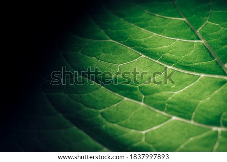 Beautiful leaf on a black pattern background texture for design. Macro photography view.	
