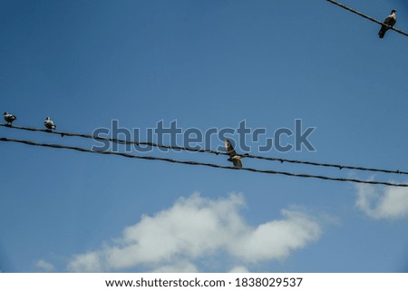 bird in the sky. bird perched on power lines, with a clear blue summer sky