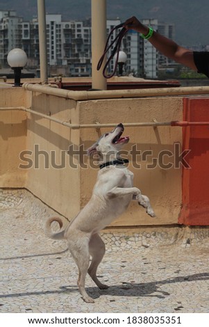 white Labrador dog is playing with rope stock photo