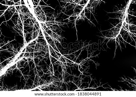 White tree branches on a black background. Halloween.