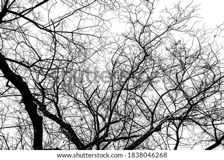 Bare tree branches on a white background, black and white photo.