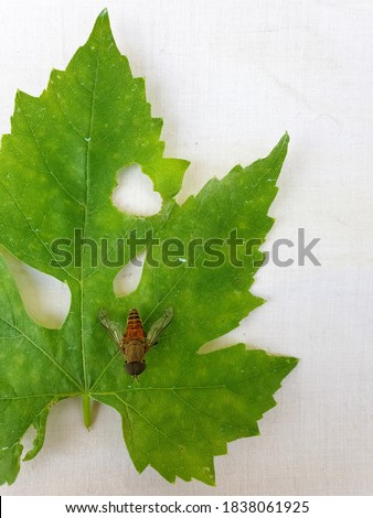 Macro Photography - High angle shot of a horse fly (tabanus bovinus) on green leaf, Fly on leaf, Insect isolated 