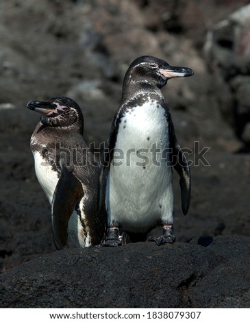 Galapagos Penguin (Spheniscus mendiculus) pair perched on a rock