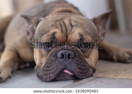 Sad french bulldog brown color lying on the floor indoor. Sick or hungry street dog concept.
