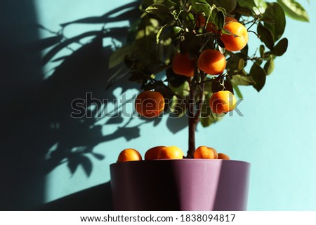 Fresh and beautiful mandarin tree in flower pot on blue sunny background. Small tangerin fruit under the sun light. Garden and home herbal concept.