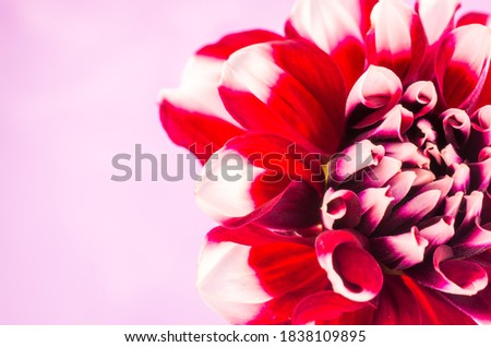 Dahlia flower red  and yellow on Pink background.