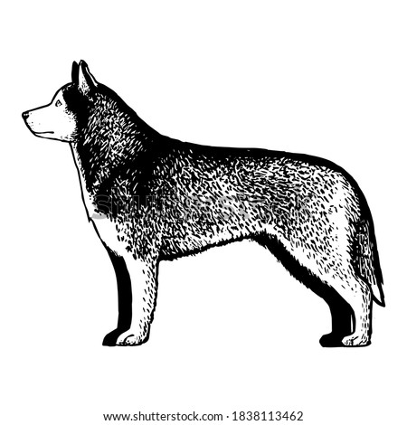 Realistic Siberian Husky. Dog breed - Vector illustration