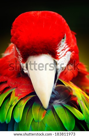Red beautiful parrot Kakadu in wild nature