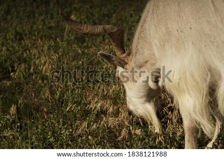 Domestic white male goat with large semi straight horns roaming around in the field group alone